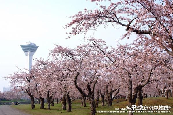 日本樱花季节资讯 赏樱景点44选21年版 知乎