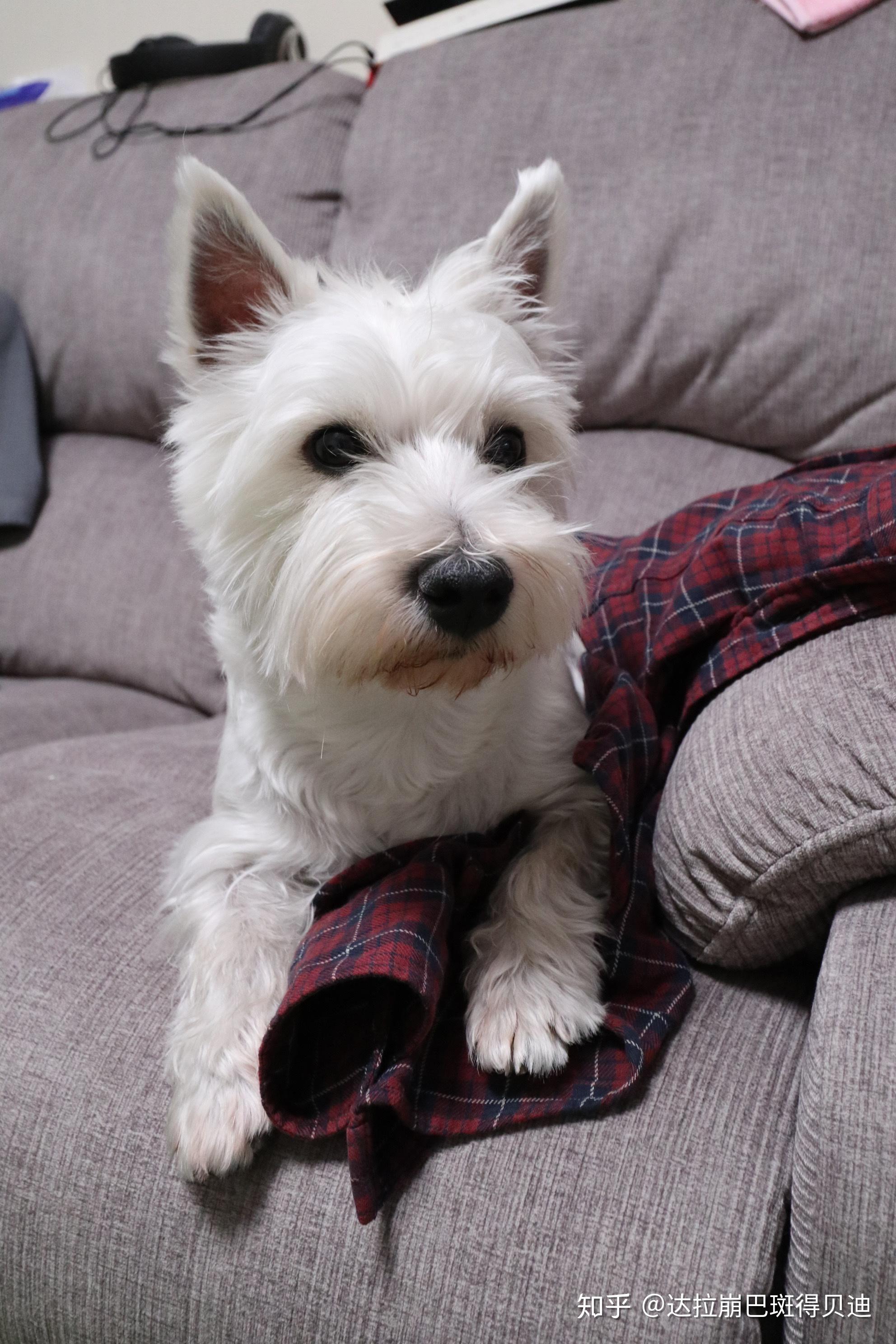 你们会允许宠物睡你床上吗