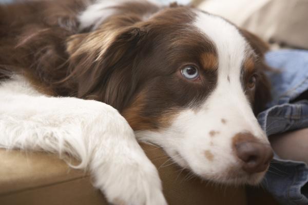 宠物狗皮炎湿疹的治疗方法 知乎