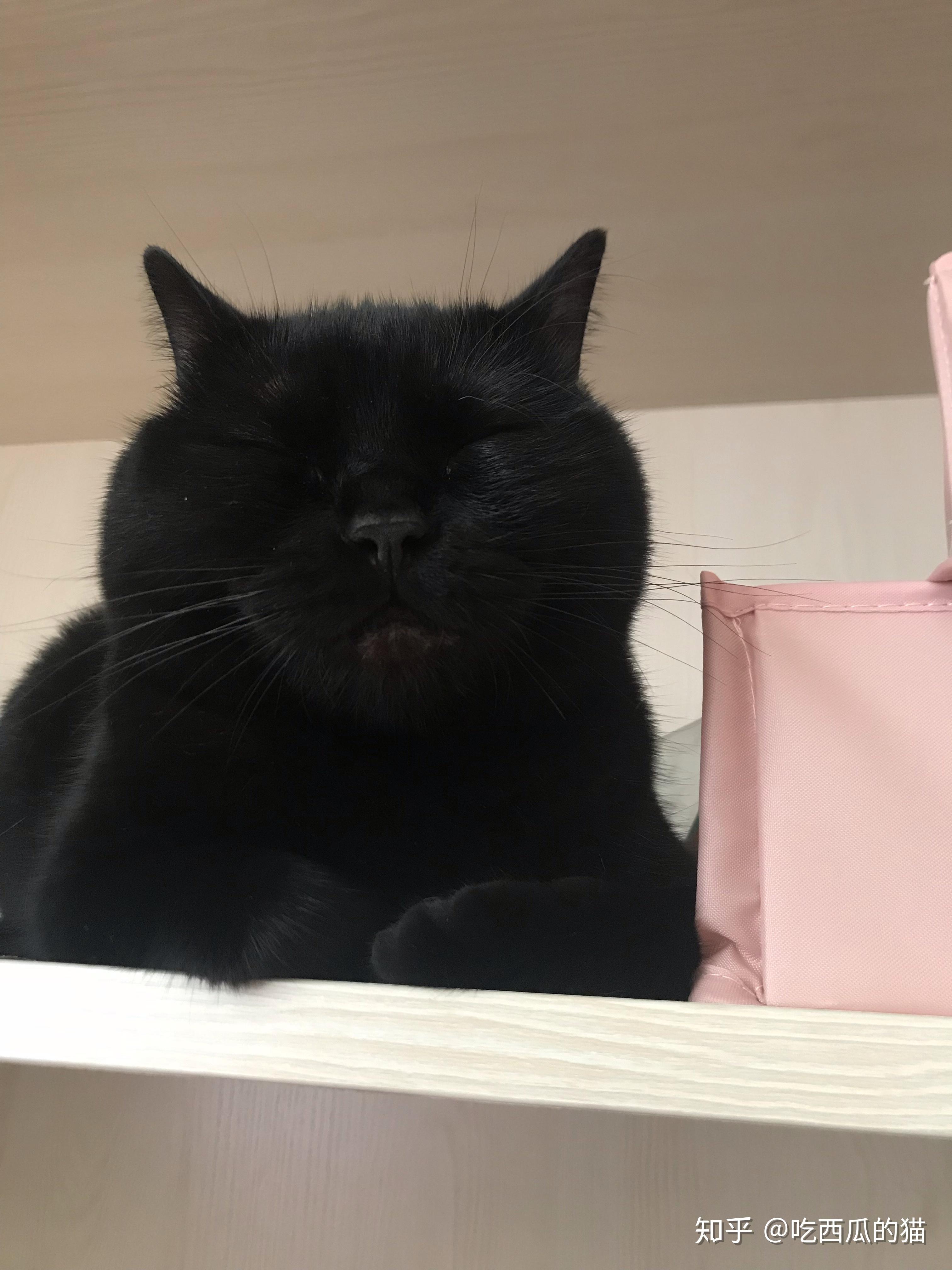 美短没有纯黑色的吗