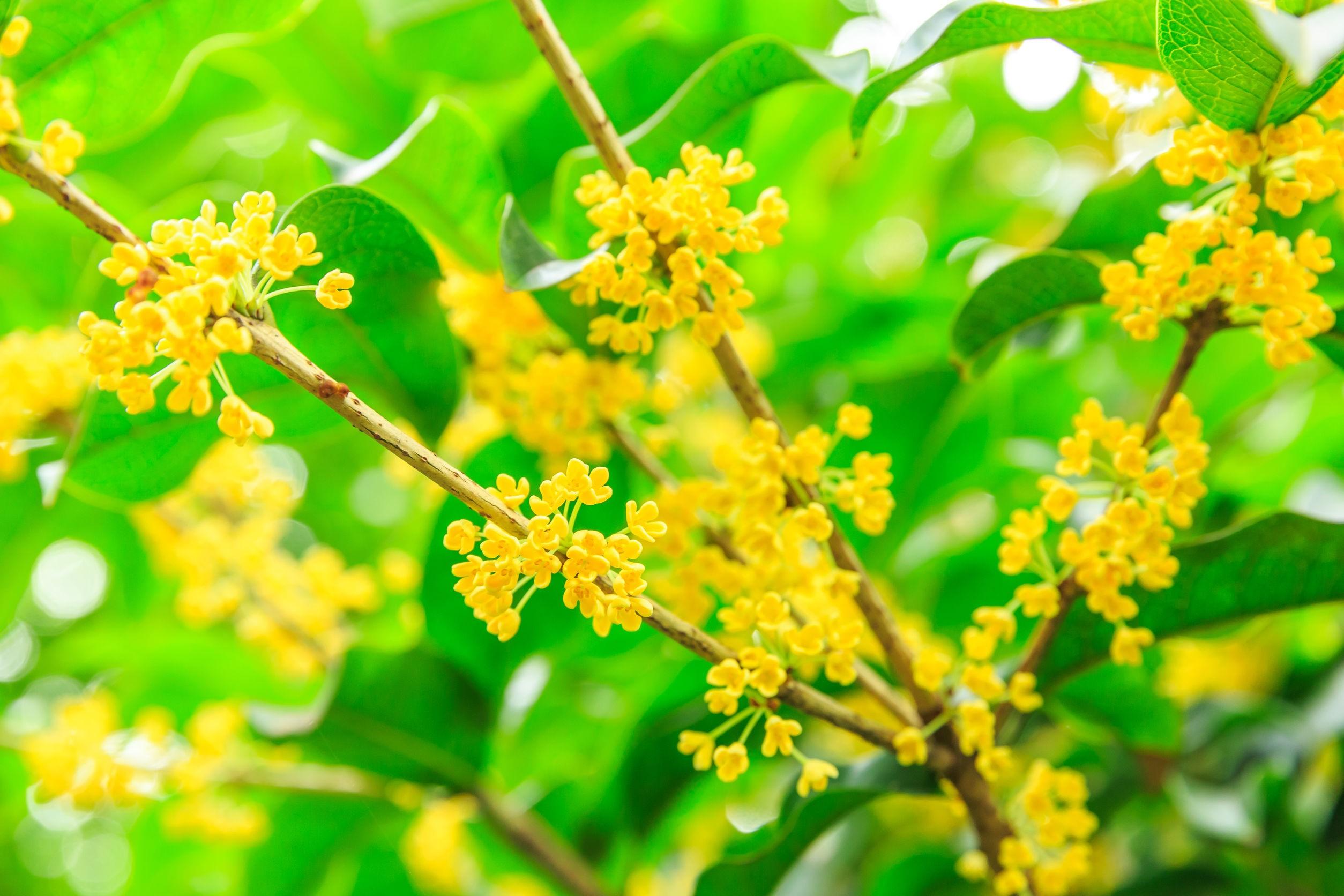 小花也非常養眼,而且桂花還可以用來做各種各樣的美食,例如糯米桂花藕