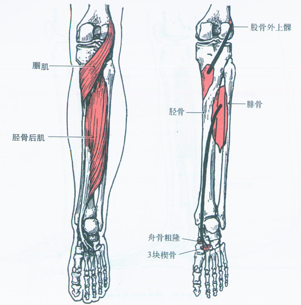 腿部肌肉分布图清晰图片