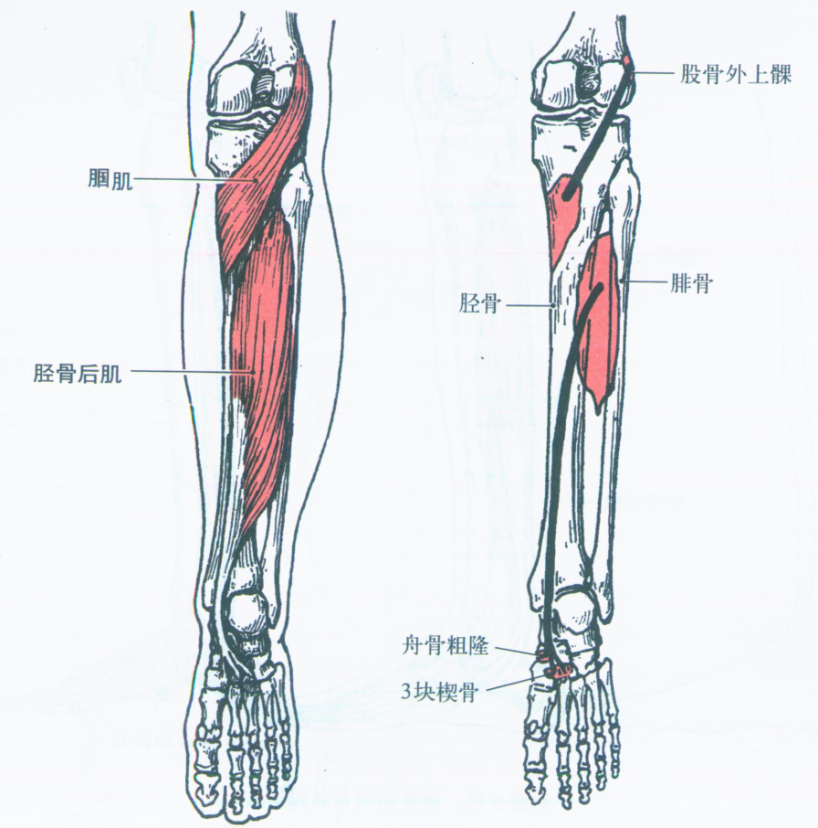 小腿前部肌肉图片