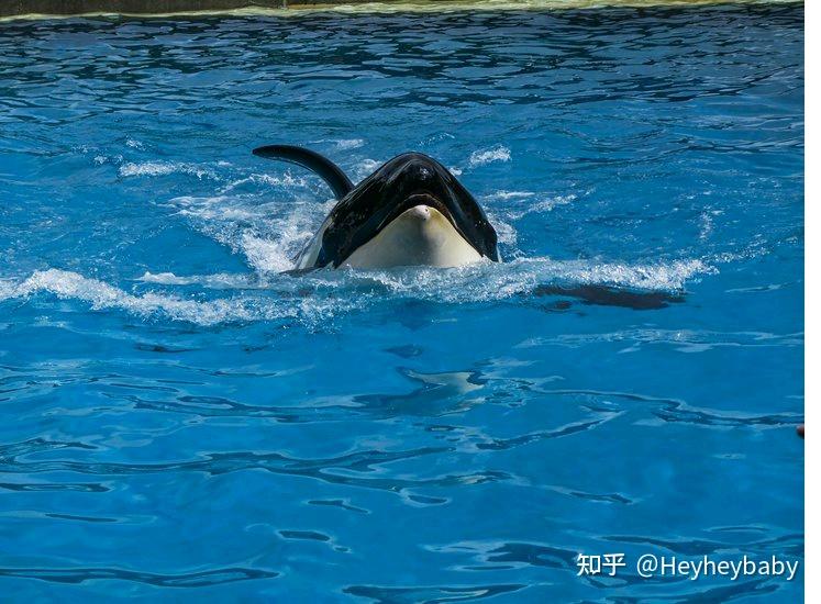 4,鲨鱼和条纹鱼(shark and stripey fish)5,鱼(fish)6,金鱼(gold fish