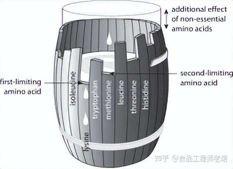 氨基酸—蛋白质的基本单位 知乎 