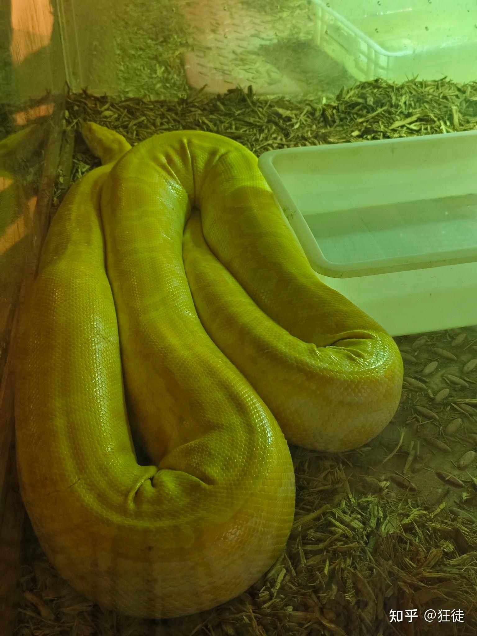 世界上最大的蛇有多大?