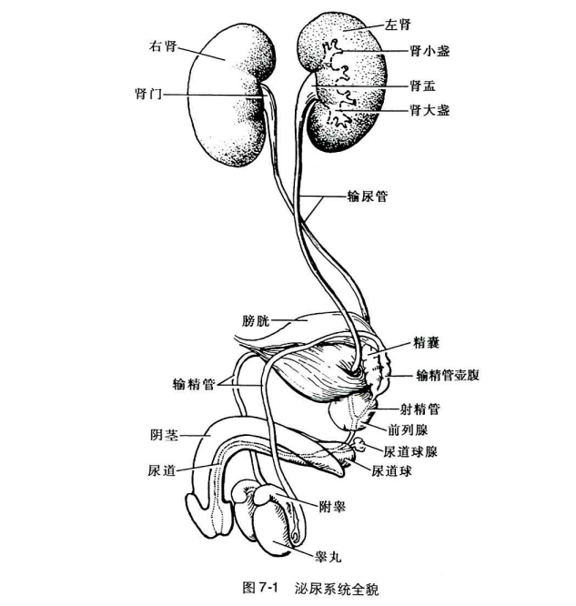 人的內臟都在什麼位置