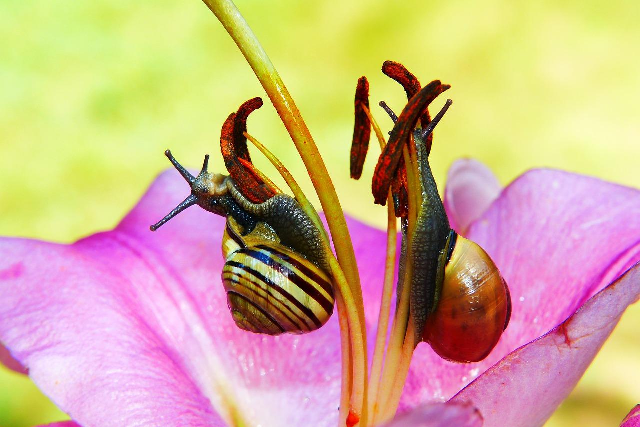 石家庄漂亮百合怎么样