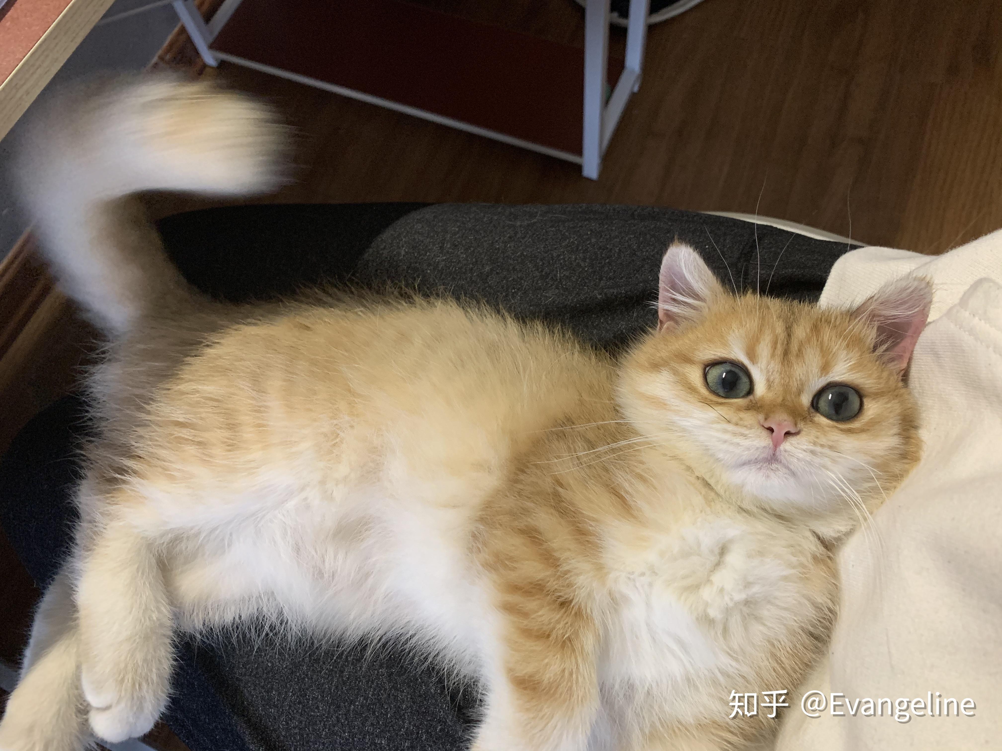 买金渐层好还是银渐层好