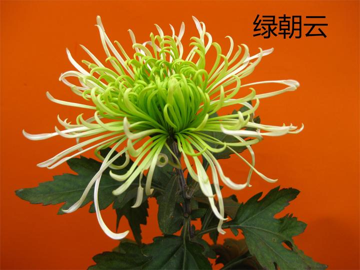你见过绿色菊花吗?十种绿菊了解一下!