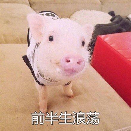 猪猪合照文案沙雕,猪猪合照图片