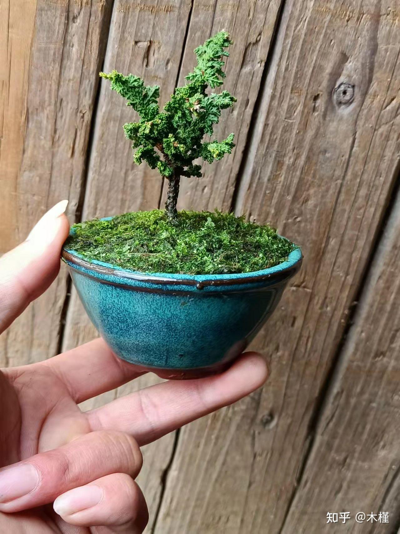 日本进口植物盆景初雪石化桧