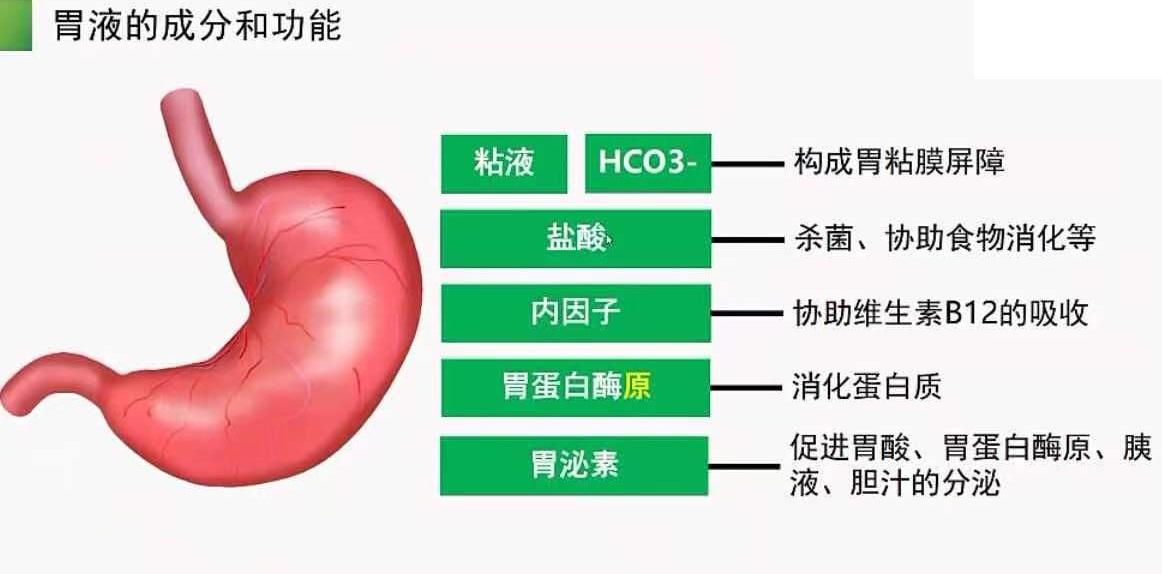 胃友的成分图片