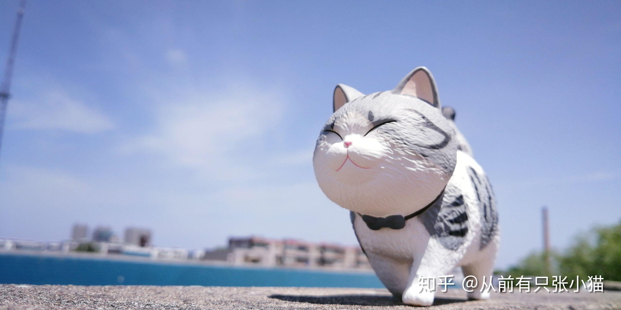 你镜头下的猫咪长什么样