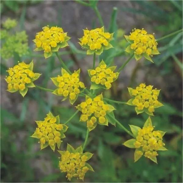 四川常用中草药十四