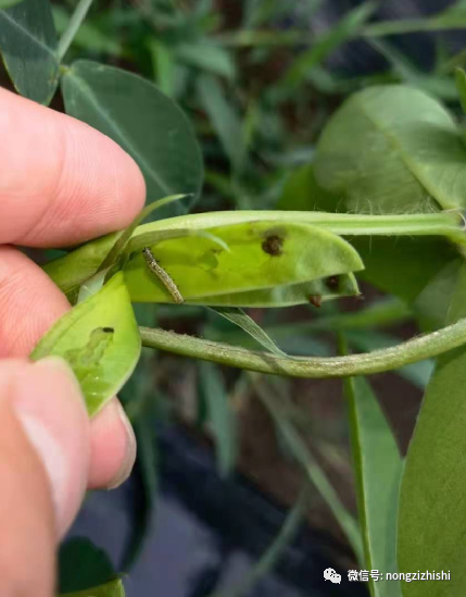 通过不同作物来辨认烟青虫与棉铃虫