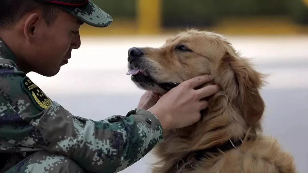 犬中隊的搜救犬迪克今年已經8歲了,這標誌著它已經到了要退役的年紀