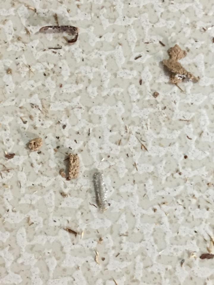 这是还没孵化的蟑螂卵吗