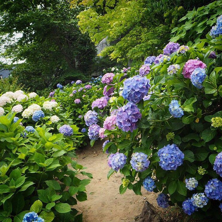 日本寺庙绣球花图片