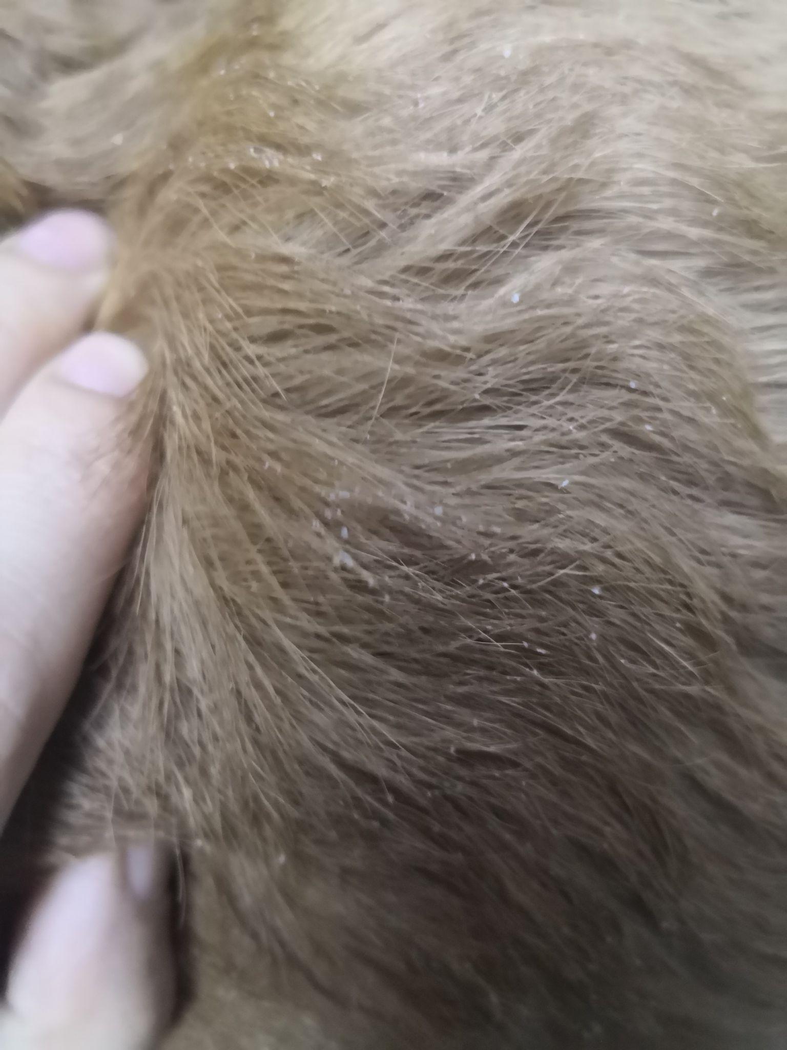 十个月大金毛背部起白色皮屑,皮肤上还有点状结痂? - 知乎