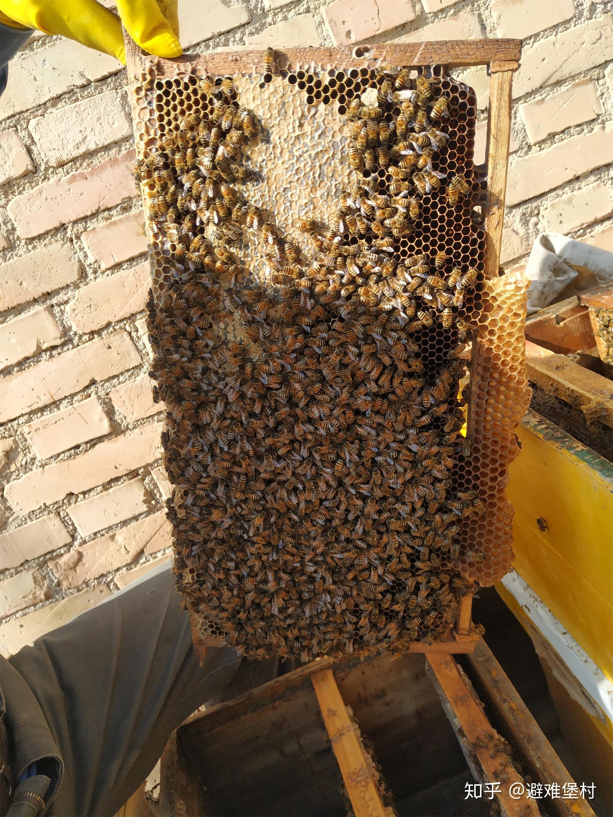 蜂蜜是蜜蜂屎？一滴蜂蜜背后的故事，告诉你蜂蜜是怎么形成的 - 知乎