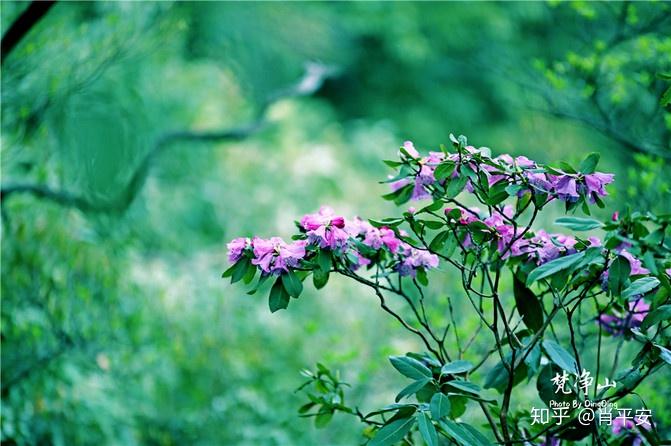 梵净山升仙之山,超越时空的净地,世间难得的一方净土-仙气飘飘的梵净山叫什么
