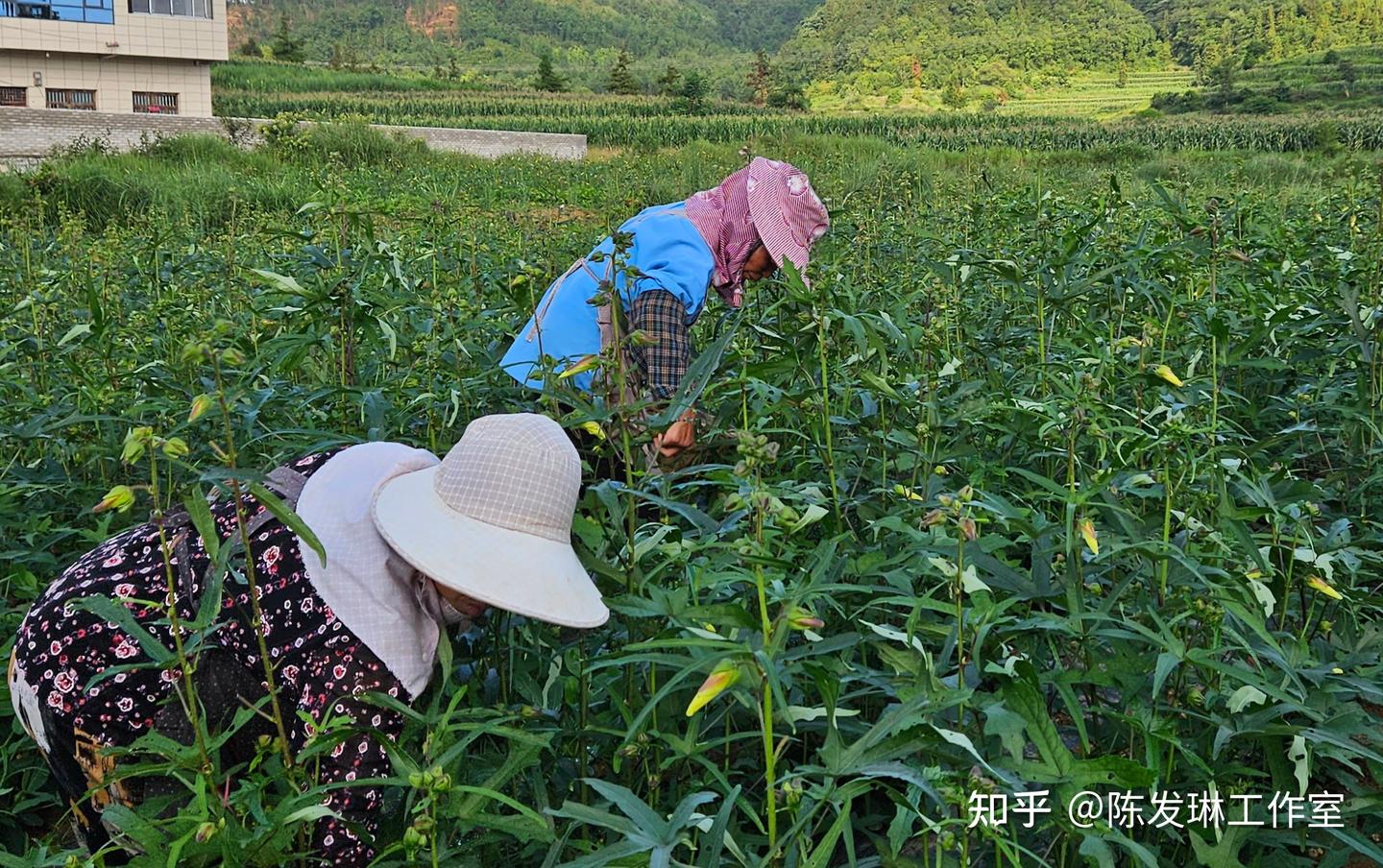 贵州屯家农业：守正创新，陈记三合坊以天然植物养元破解降糖密码