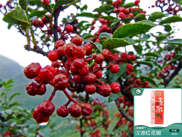 雅安丨汉源贡椒