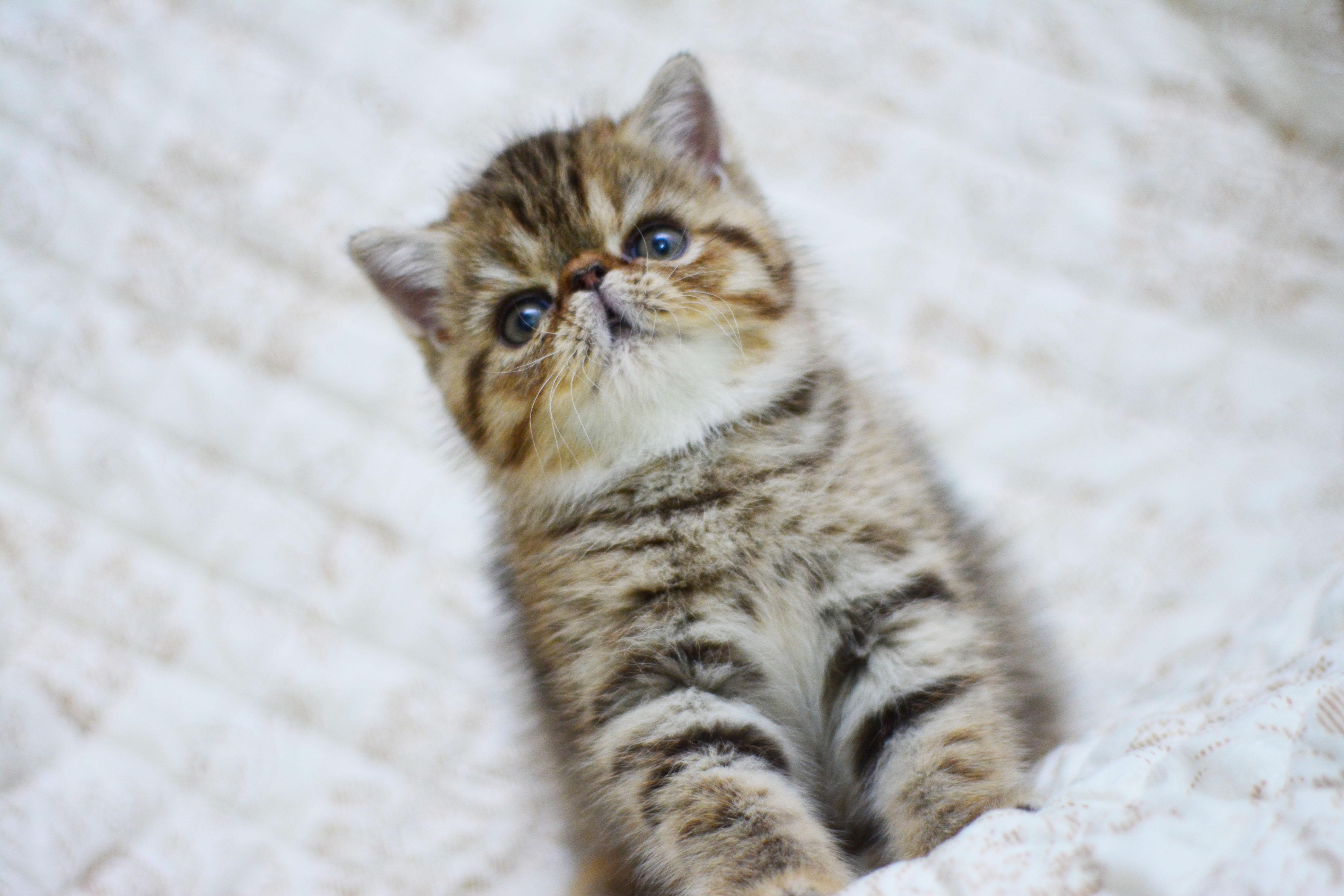 加菲猫的头这么小,脸这么扁,是不是大脑也比较小,智商也比其他品种的