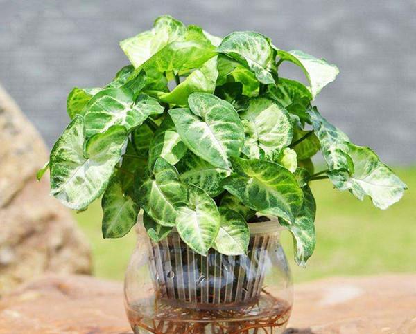 5种最容易水培的植物 养死算你牛 知乎 5种最容易水培的植物 养死算你牛 知乎