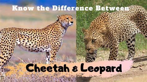 leopard和cheetah有何不同?
