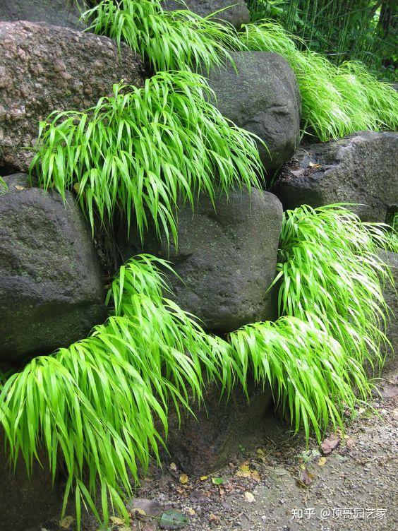 二,金叶箱根草