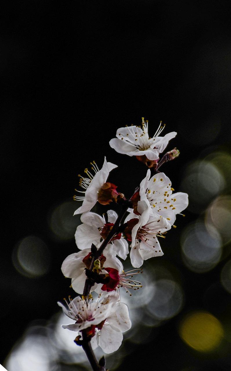 神秘夜开之谜底