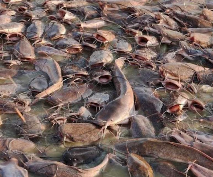 印度恒河里的鲶鱼图片