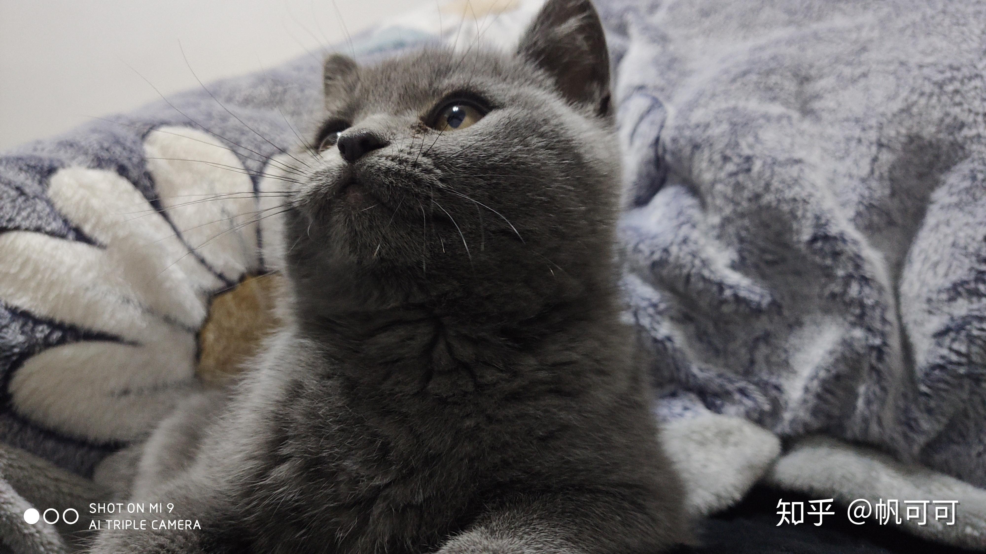 猫咪的侧脸有多可爱? - 知乎