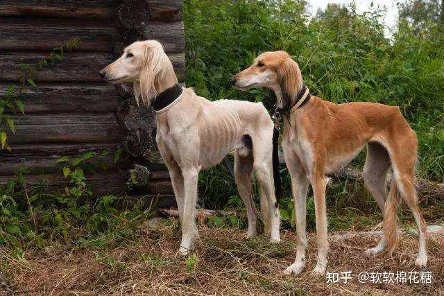 华夏名狗——“细犬”,真正的“哮天犬”,养过都不想换狗! - 知乎
