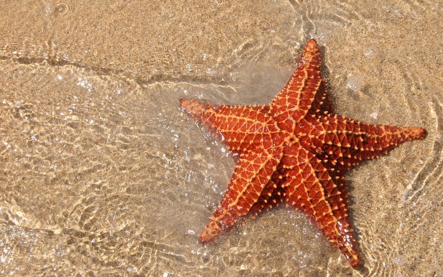 陆地上有 海里也有 稀奇古怪的 海某某 无脊椎动物 知乎