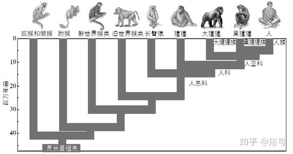 “生物学人类”的起源和人类的本质 - 知乎