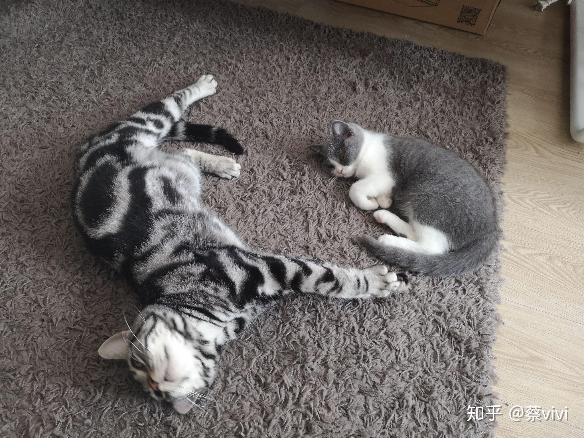 一只公虎斑美短和一只母英短乳白 凯米尔色配 会生出什么样的小猫咪呢