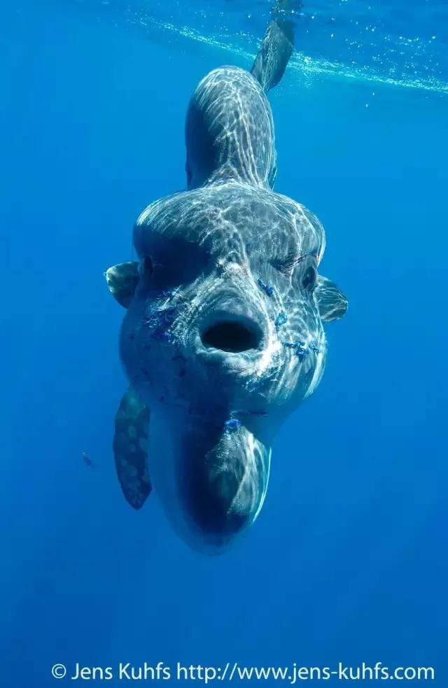 估计当年林奈老爷子看翻车鲀长得又圆又扁又大又沉,顿时一见如故,感慨