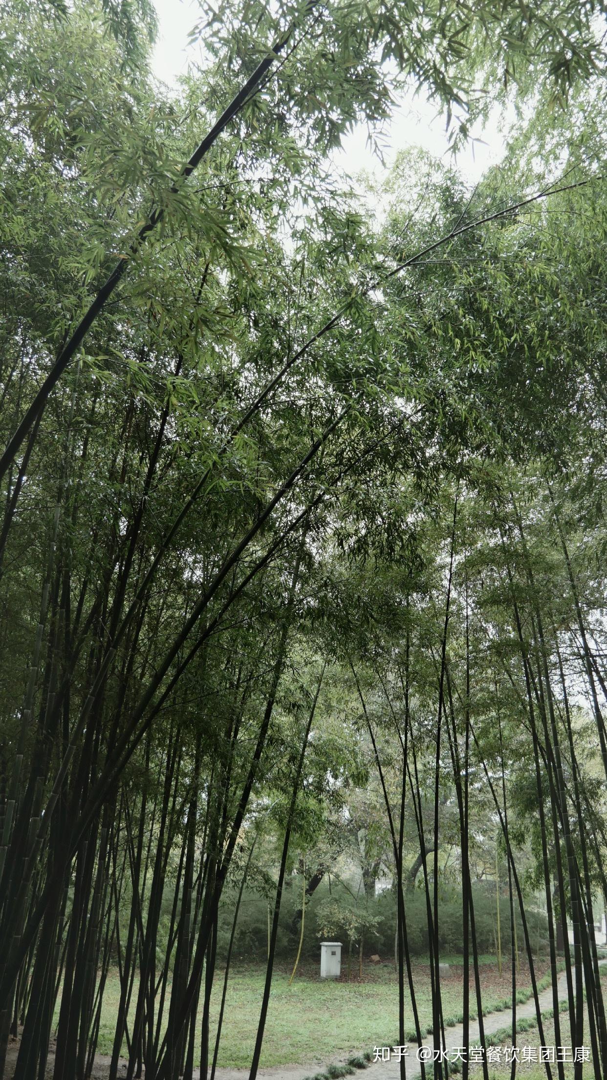 苏州虎丘后山61竹林