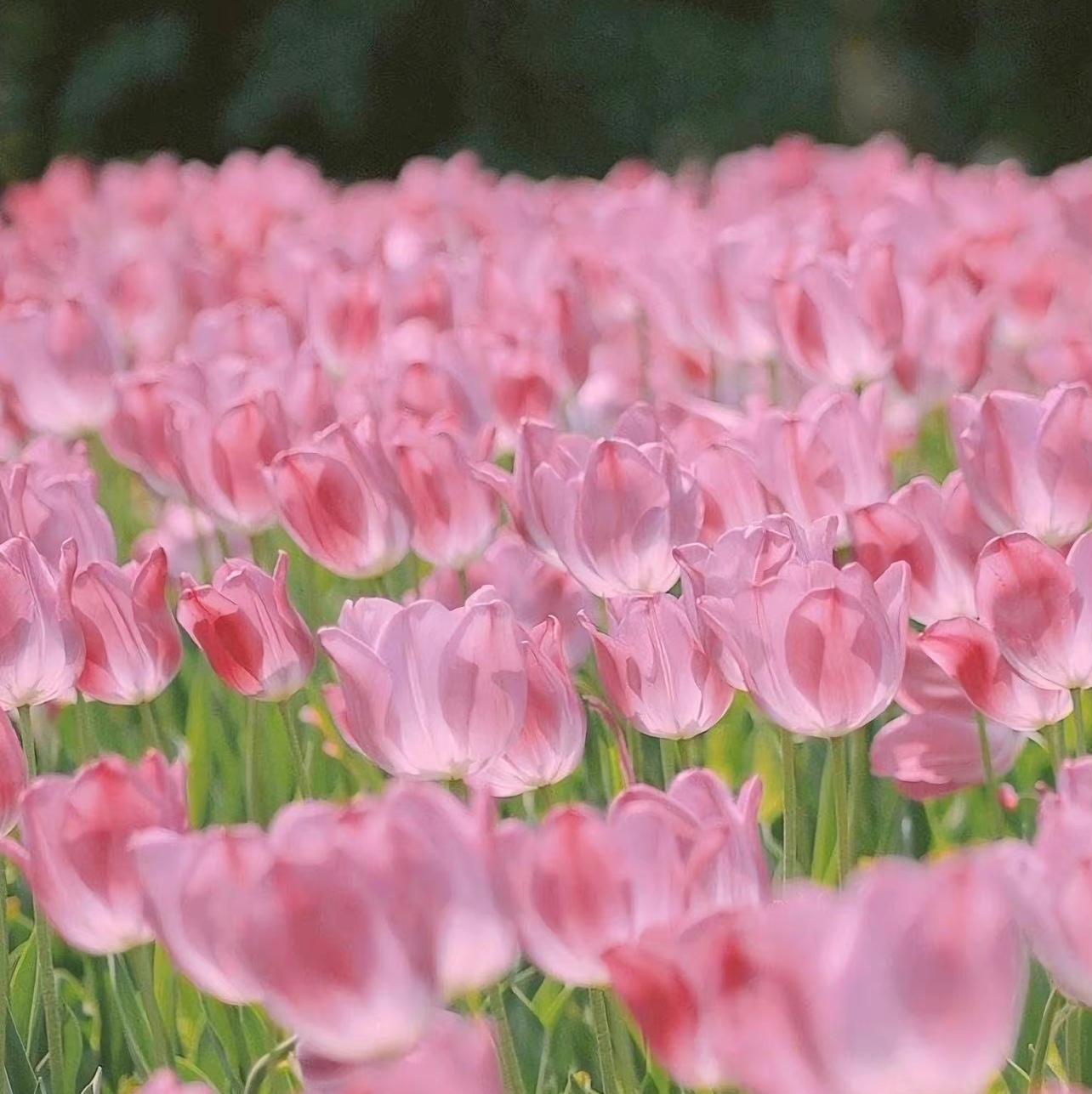 有没有这样关于玫瑰花的微信背景图或者有意境的文字背景图