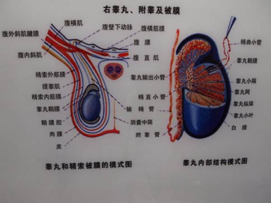 壮阳铁裆功图片