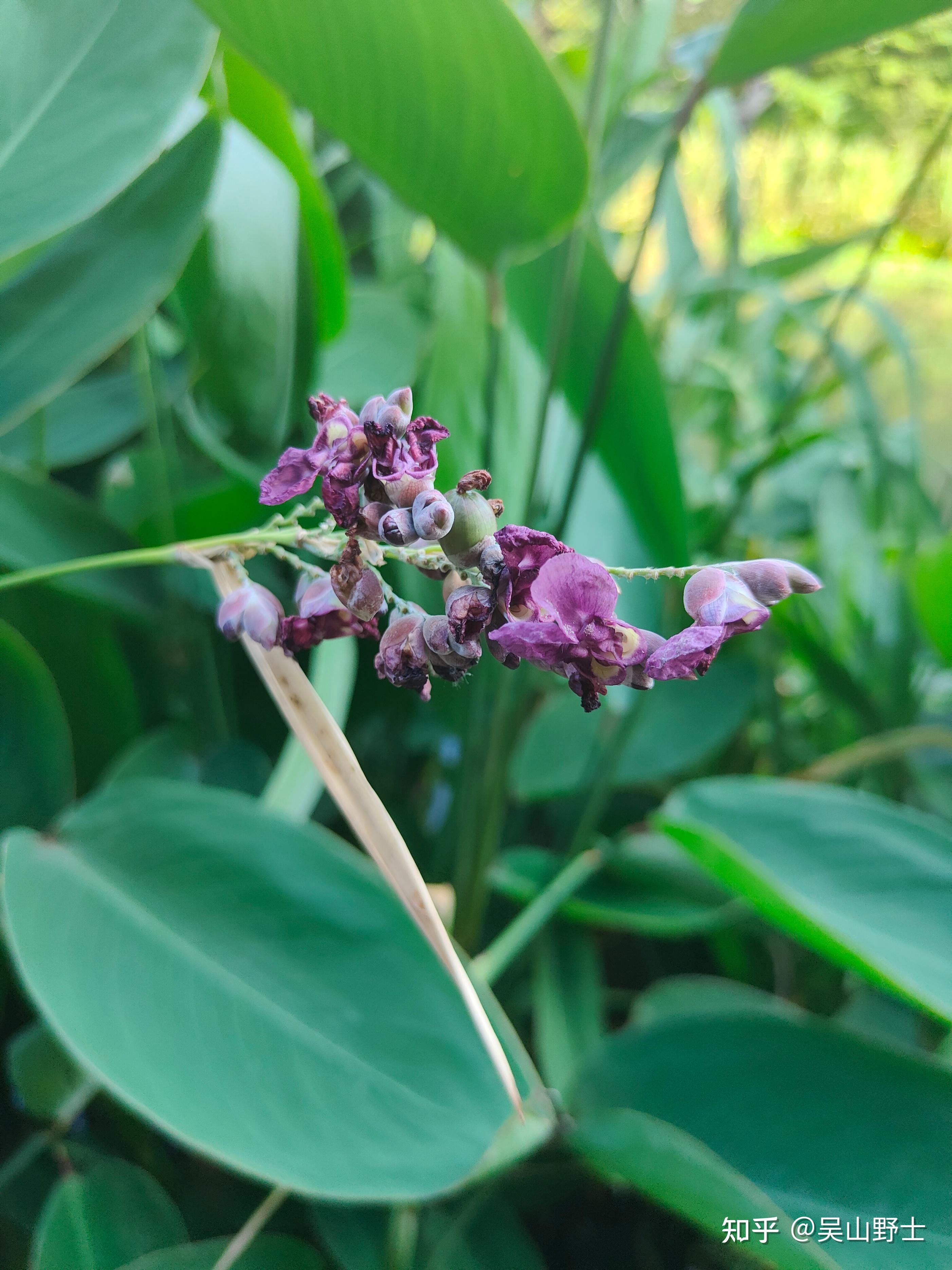 【七绝·水竹芋】(平水韵) - 知乎