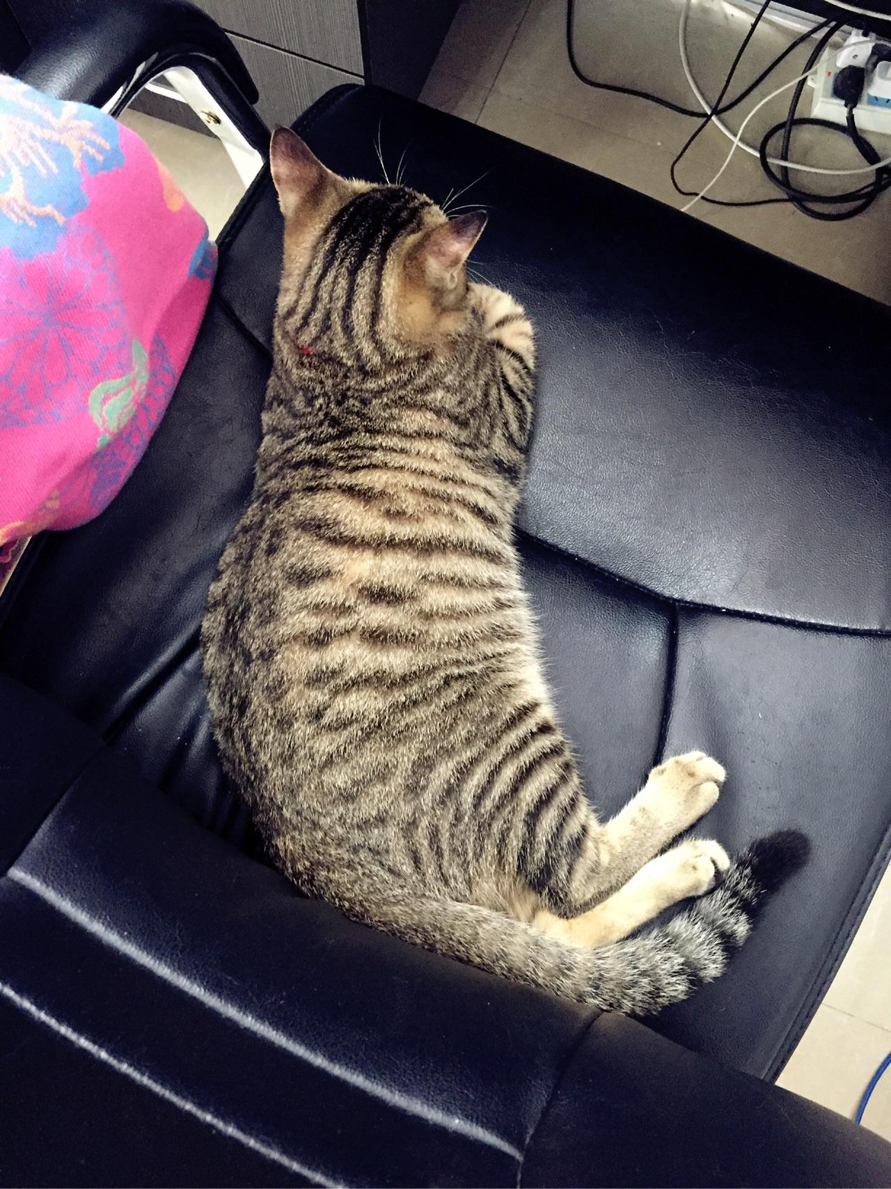 把一只普通的狸猫当宠物养是什么样的体验? -