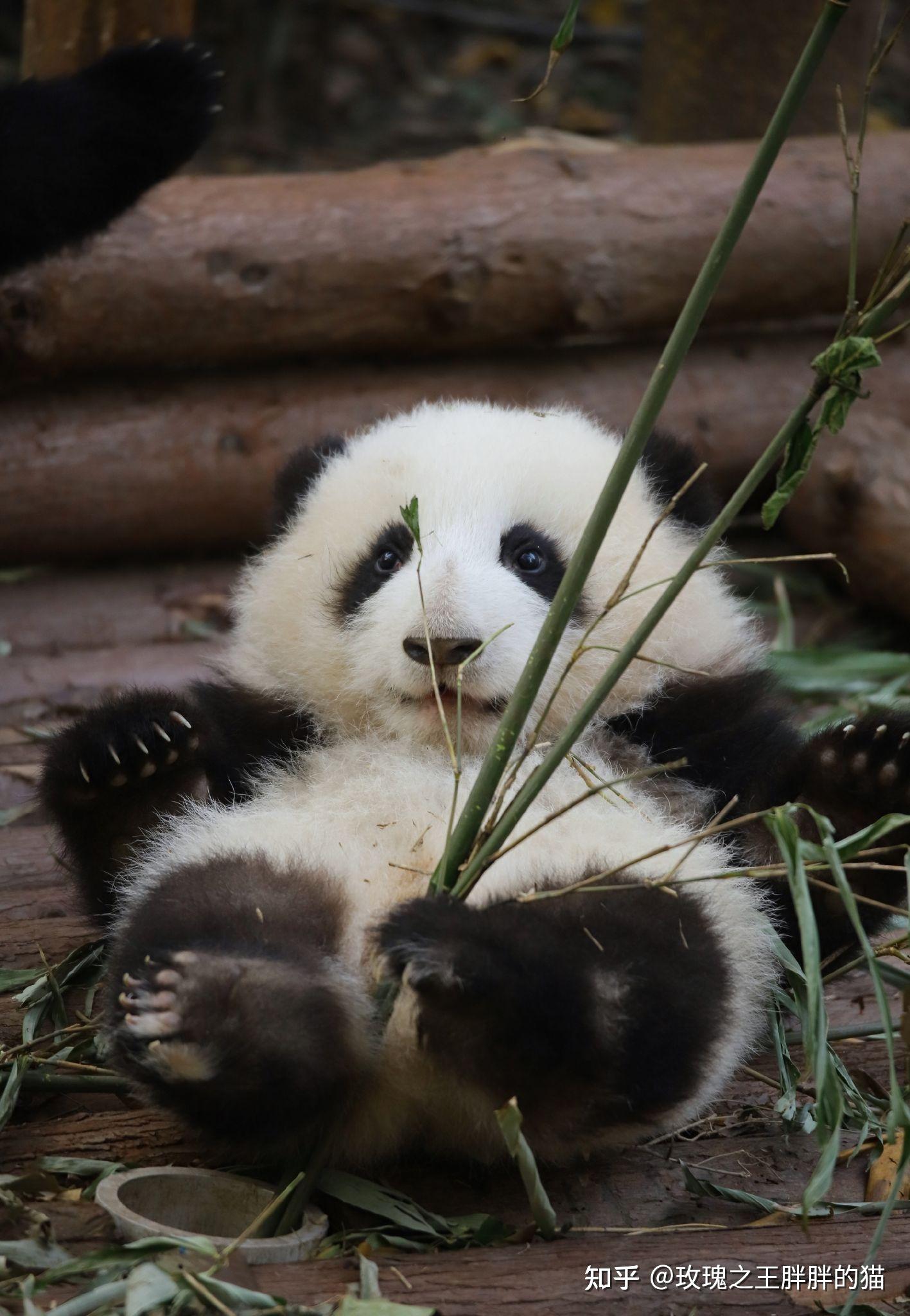 为什么大熊猫花花这么可爱? - 知乎