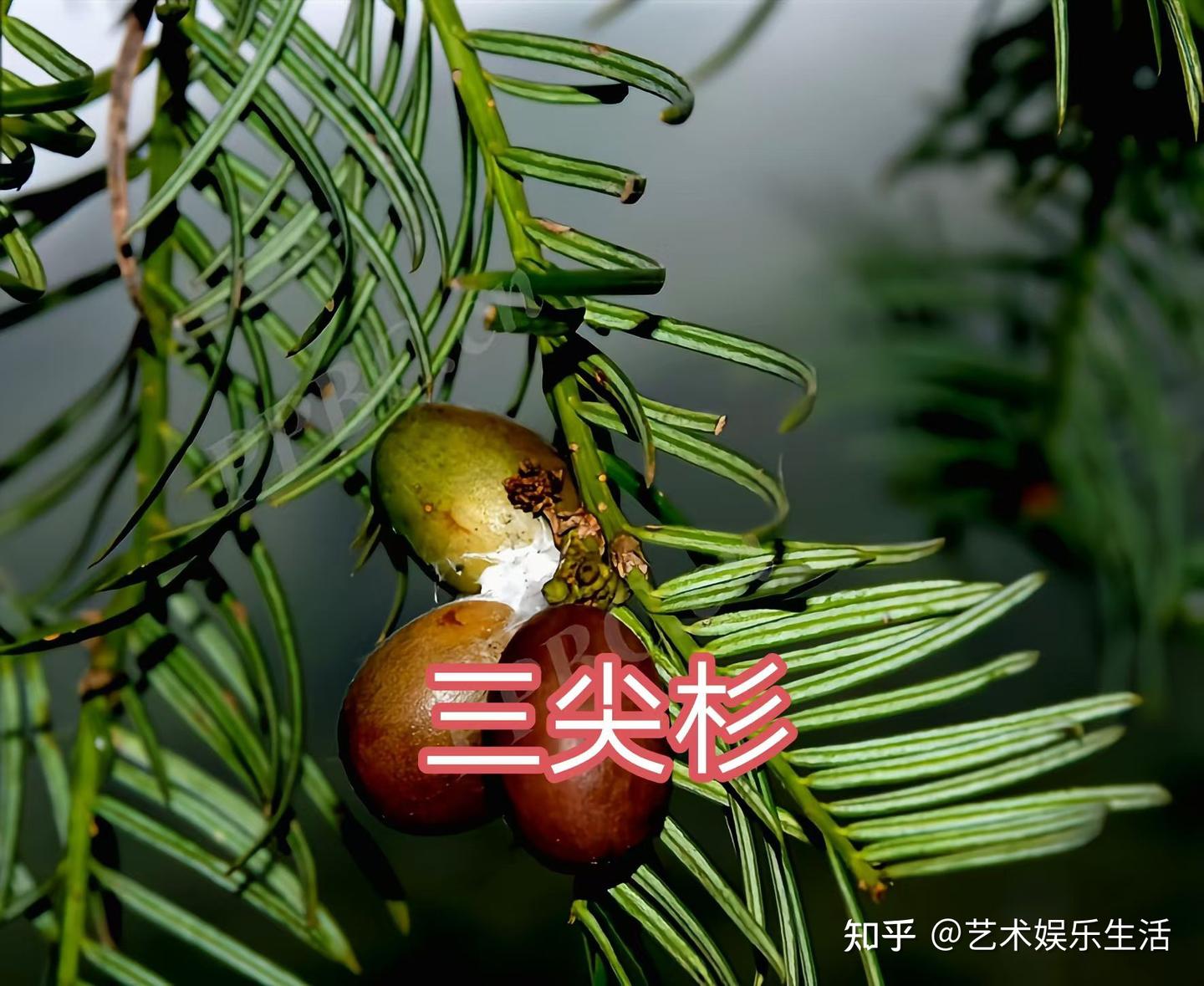 12种三尖杉科的植物 - 知乎