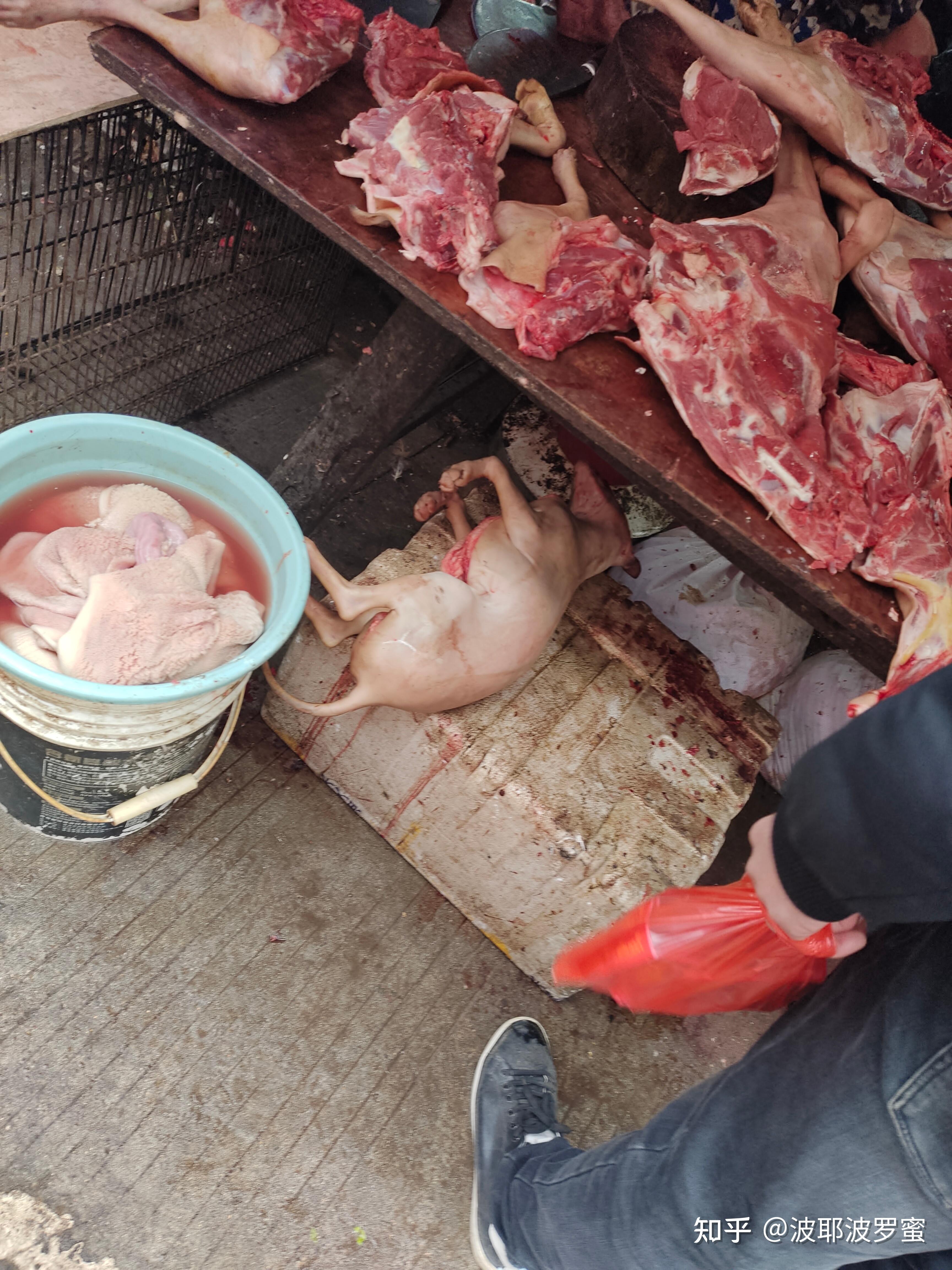 狗肉为什么不能吃萝卜百科在线