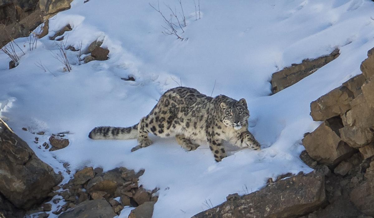 新疆阿勒泰出现3只雪豹满山搜寻盘羊的气味能把猎物追到跳崖