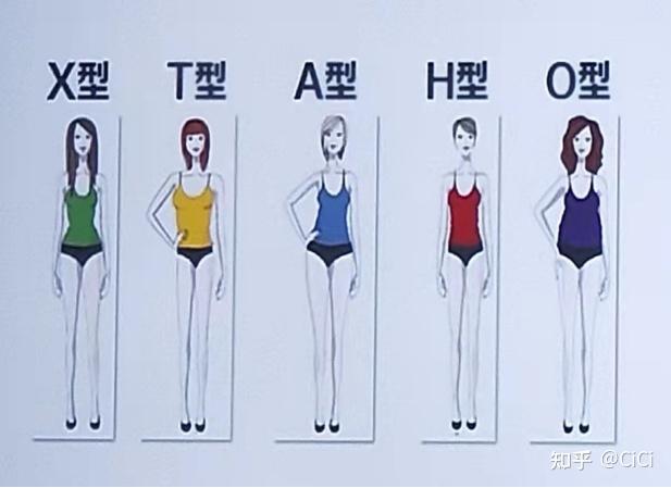 a,认识体型